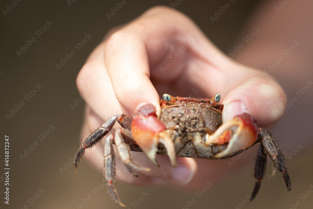 crab in hand