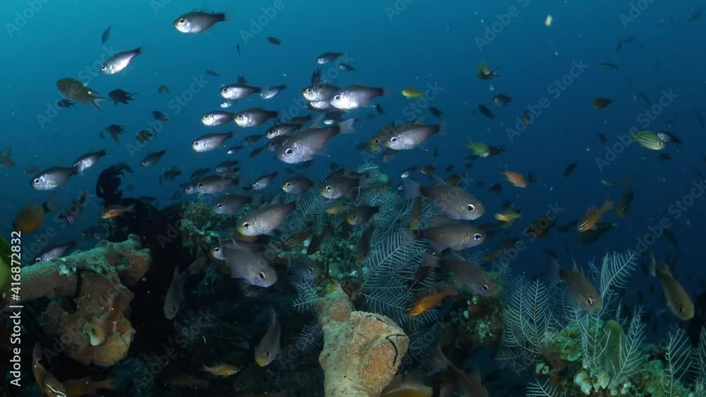 A school of smal cardinalfish at the artificial reef. Underwater world of Tulamben, Bali, Indonesia. 4k video. A school of smal cardinalfish at the artificial reef. Underwater world of Tulamben, Bali, Indonesia. 4k video.