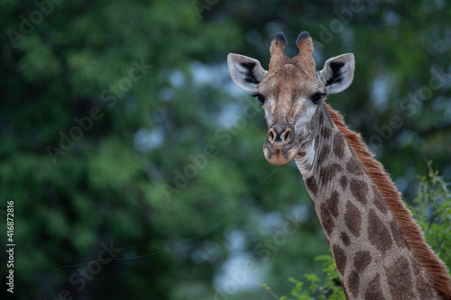 A female Giraffe seen on a safari in South Africa