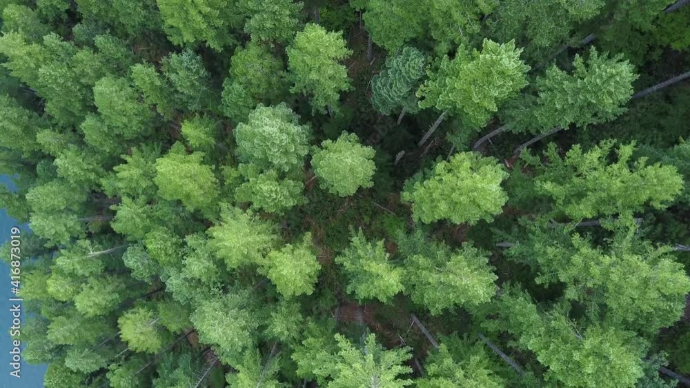 Aerial top down view flyover Douglas Fir forest at Detroit Lake in the state of Oregon. Aerial top down view flyover Douglas Fir forest at Detroit Lake in the state of Oregon.