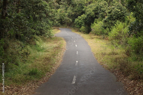 road in the forest, one way, forest, woods