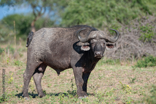 Cape Buffalo seen on a safari in South Africa