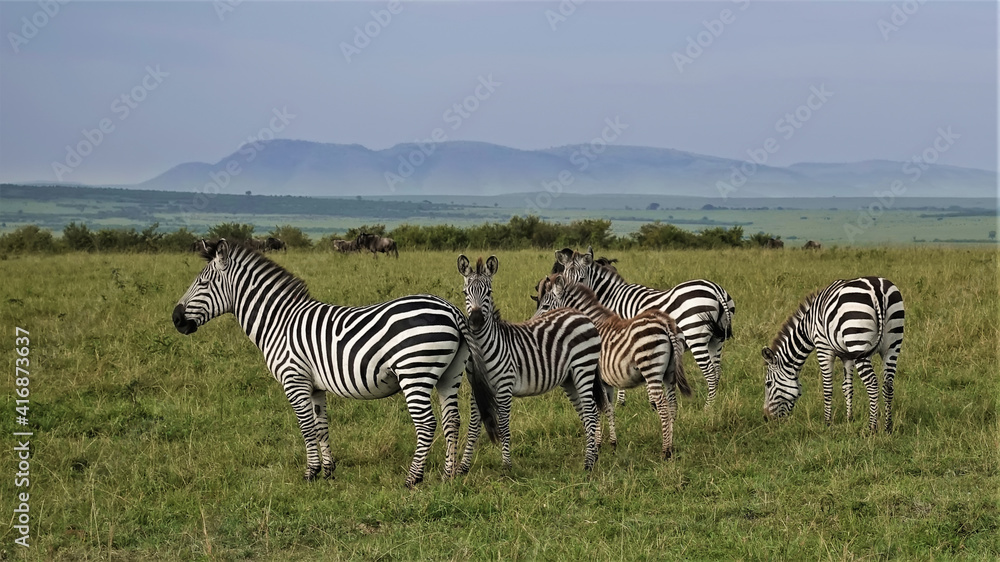 Obraz premium A family of beautiful striped zebras stands on the green grass of the savannah. Wildebeests graze in the distance. Against the background of the sky, the outlines of the mountains. Kenya. Masai Mara
