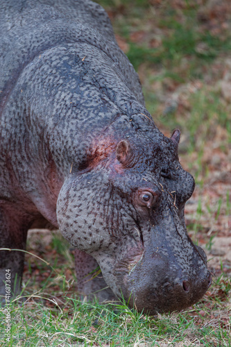 A Hippo seen out of water, secreting protective moisturizing fluid from pores on its skin, seen on a safari in South Africa 