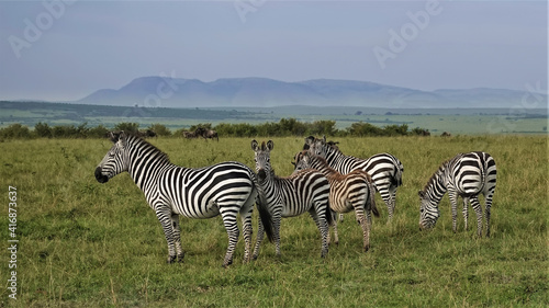 A family of beautiful striped zebras stands on the green grass of the savannah. Wildebeests graze in the distance. Against the background of the sky  the outlines of the mountains. Kenya. Masai Mara