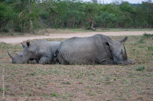 A female White Rhino cow and calf, seen on a safari in South Africa