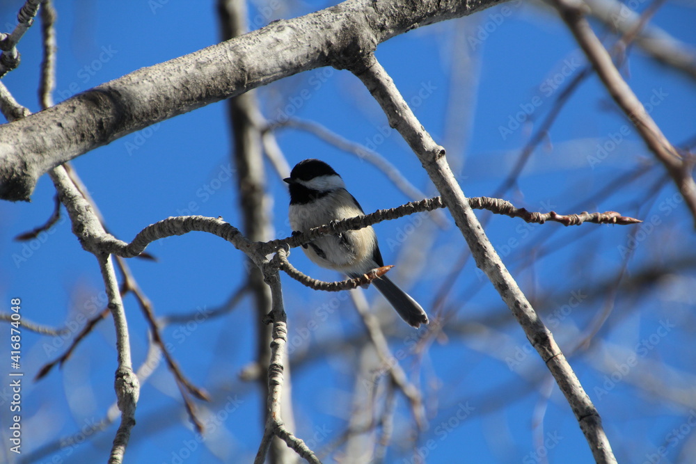 Life In The Branches, Gold Bar Park, Edmonton, Alberta Life In The Branches, Gold Bar Park, Edmonton, Alberta