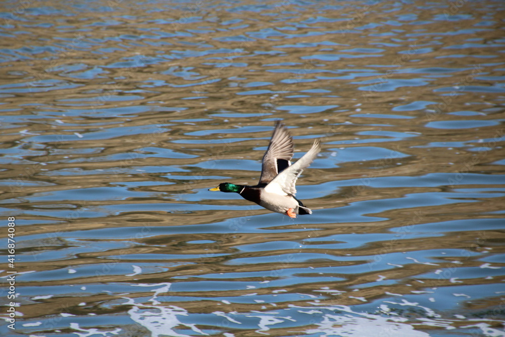 Mallard Flying Over The River, Gold Bar Park, Edmonton, Alberta