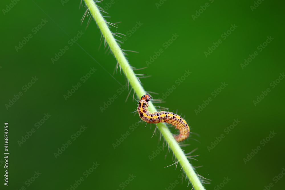 Fototapeta premium A Lepidoptera larva in nature, North China