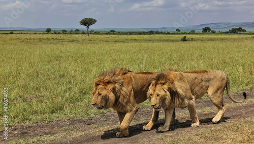 Two wild beautiful lions leisurely walk side by side along a path in the savannah. Lush manes  prominent muscles. Around - green grass  trees  shrubs. Blue sky. Kenya. Masai Mara Park