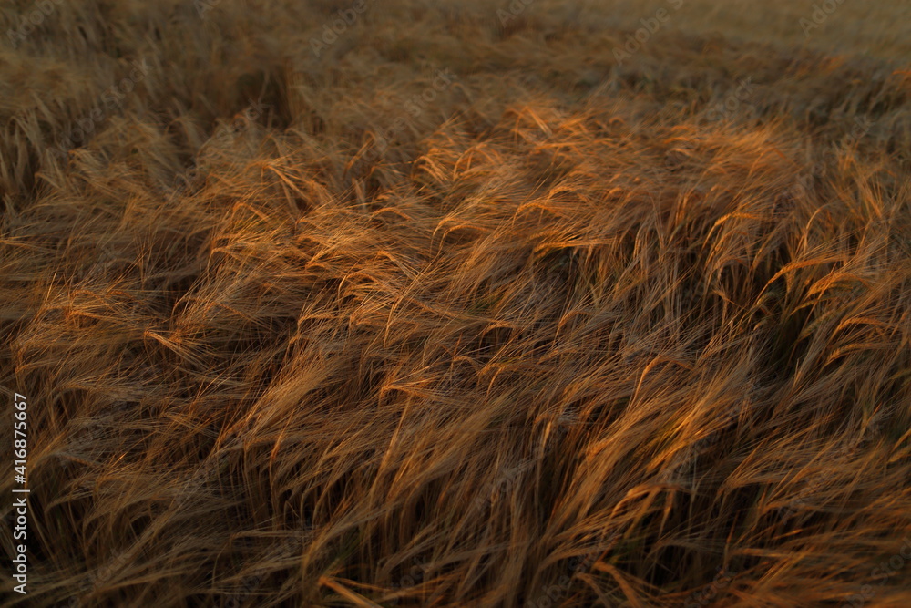 Fototapeta Golden ripe wheat field, sunny day, soft focus, agricultural landscape,