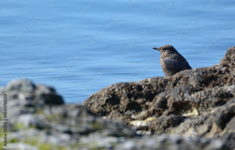海辺のイソヒヨドリ 海辺のイソヒヨドリ