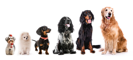 Group of cute fluffy dogs