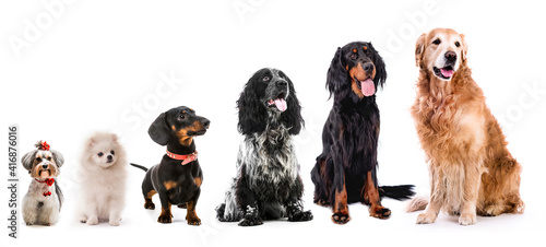 Fényképezés Group of cute fluffy dogs