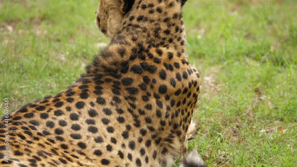 Tilt Down and Tilt Up of Spotted Cheetah Back Laying in Grass, Kragga Kamma