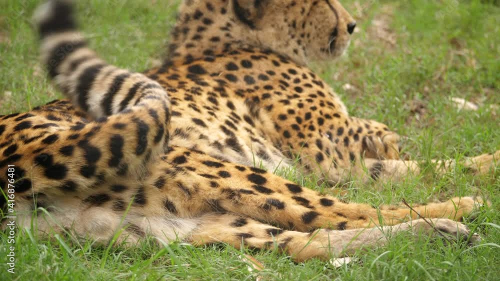 Closeup, Cheetah flicks tail while resting on green grass in South Africa Closeup, Cheetah flicks tail while resting on green grass in South Africa