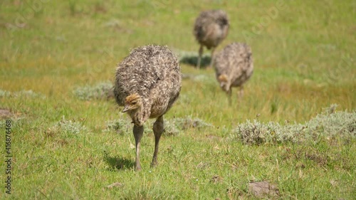 Baby ostrich walks in green grassland of Kragga Kamma Game Park, South Africa photo