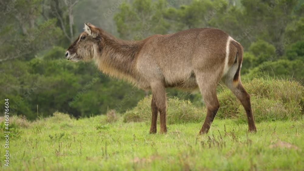 Female waterbuck chewing in lush grassland, Cinematic Slowmo Circling Shot Female waterbuck chewing in lush grassland, Cinematic Slowmo Circling Shot