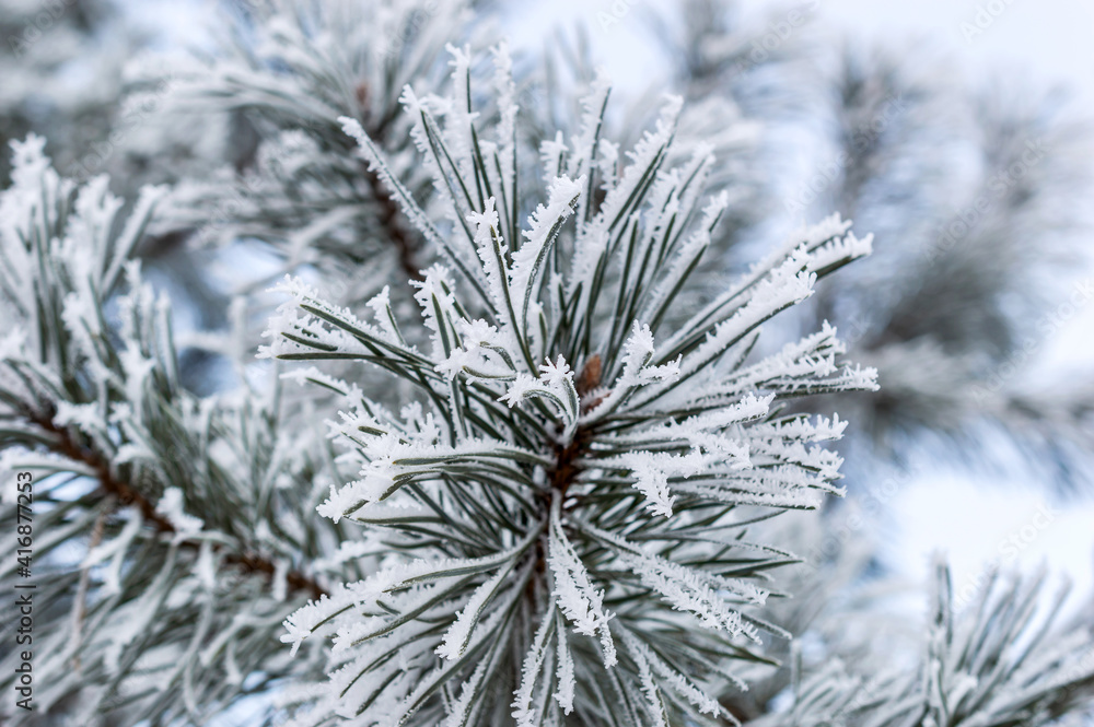 Hoarfrost on fir tree branch. Close up. Natural winter background. Branch covered by snow. Hoarfrost on fir tree branch. Close up. Natural winter background. Branch covered by snow.