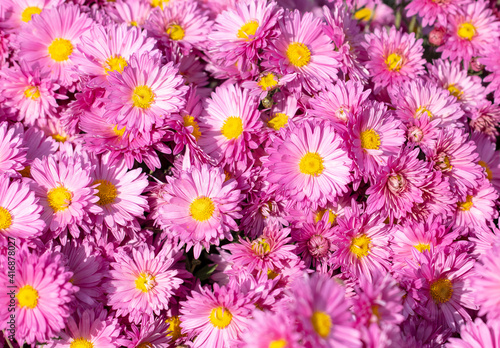 Pink flowers in nature as a background.