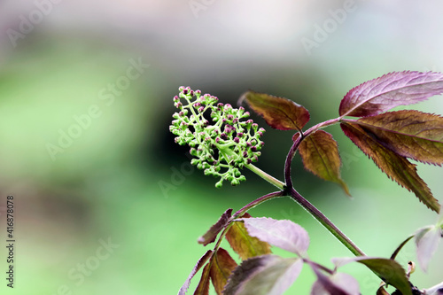 Inflorescence of a shrub of red elderberry  with unopened flowers.