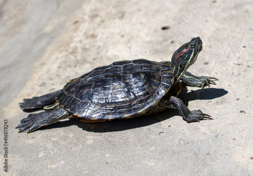 Close up portrait of a turtle. Animal