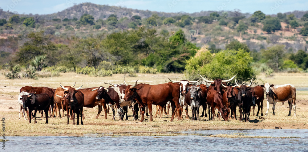 Herd of native spotted cattle at a watering hole in the afternoon.