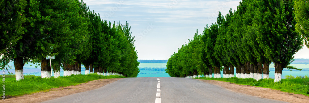 A rows of trees along the road A rows of trees along the road