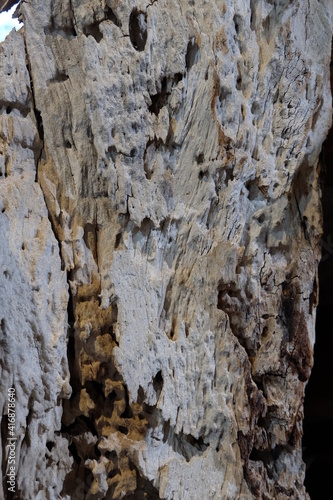 Fototapeta Naklejka Na Ścianę i Meble -  The rough surface of the bark
