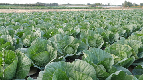 Chinese cabbage in countryside farm; fresh green vegetable