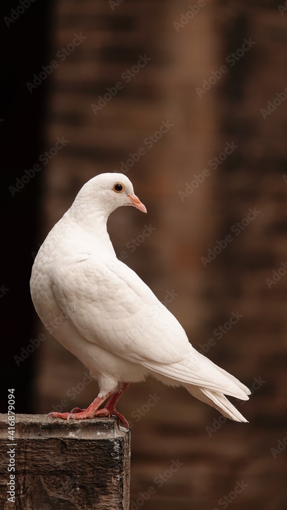 Fototapeta premium Closeup of a beautiful white pigeon standing on the pillar with blurred background