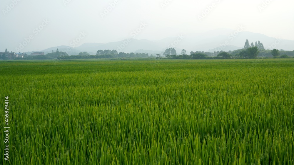 Obraz premium Green wheat fields with water drops after rain; fields in spring
