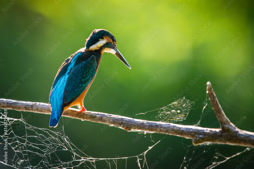 Obraz premium Common European Kingfisher or Alcedo atthis perched on a stick above the river and hunting for fish