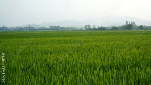 Green wheat fields with water drops after rain; fields in spring