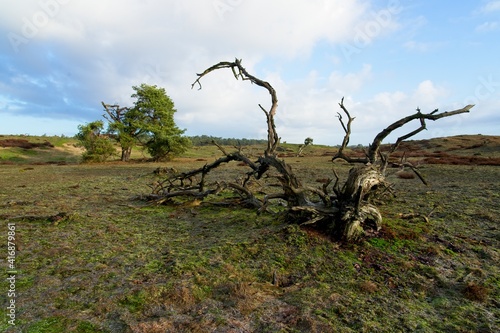 Dead tree in National Park Hoge Veluwe in the Netherlands in winter