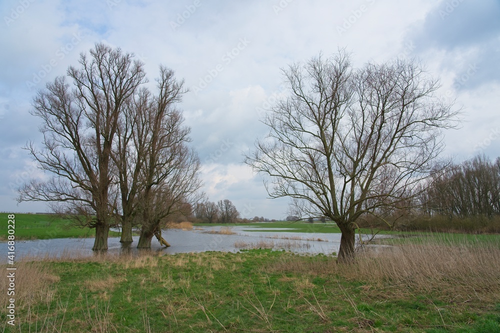 Oaks in floodplains of river Rhine in the Netherlands Oaks in floodplains of river Rhine in the Netherlands