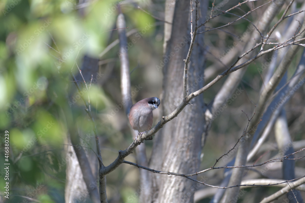a jay in the forest a jay in the forest