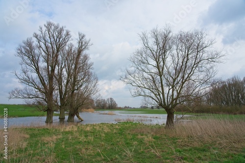 Oaks in floodplains of river Rhine in the Netherlands