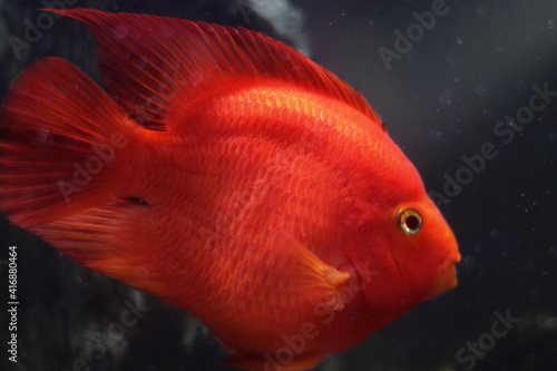 red parrot fish in aquarium