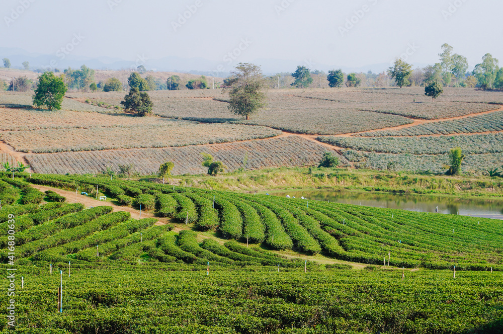 View of tea plantation, tea leaves in Chiang Rai Province, Thailand. 