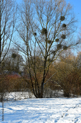 mistletoe with ripe berries in wintertime in Germany