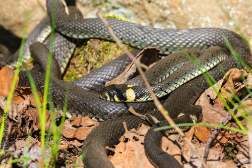 Grass snakes in the spring sun