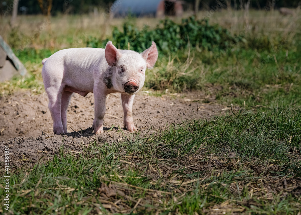 Glückliche Schweine - alternative Freilandhaltung von Schweinen, niedliche Ferkel auf der Weide.
