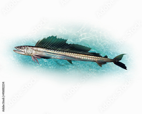 The long snouted lancetfish or cannibal fish (Alepisaurus ferox) photo