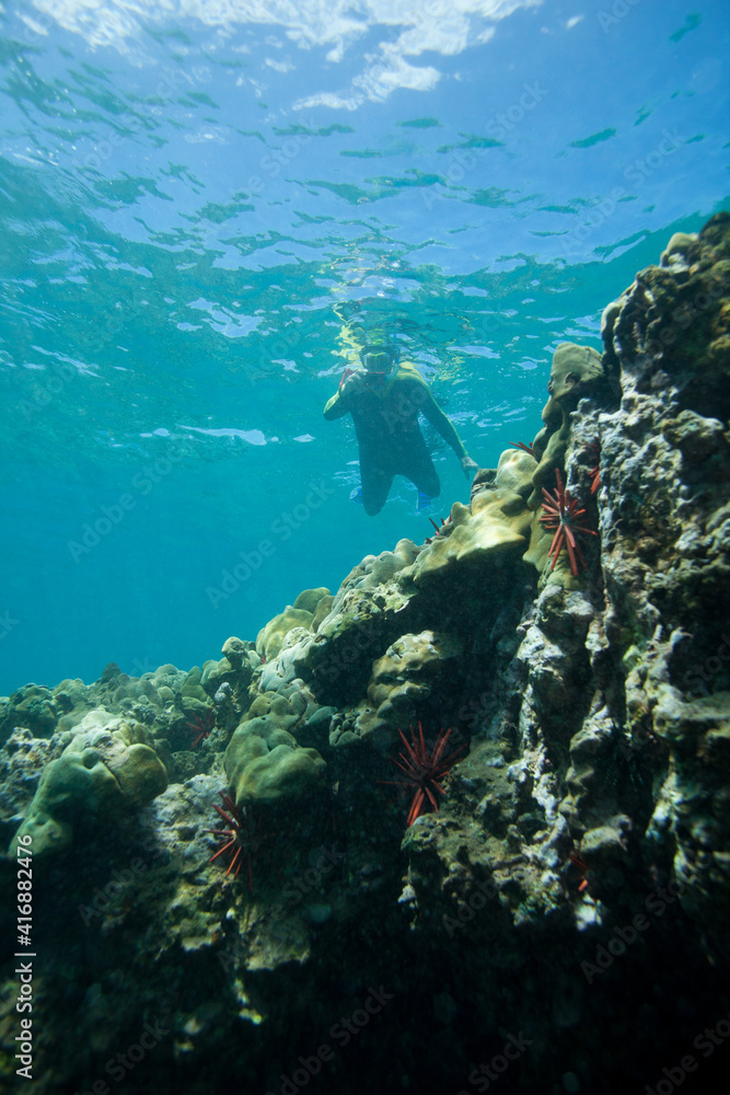 Snorkeler swimming over a coral reef in an underwater shot from Hawaii