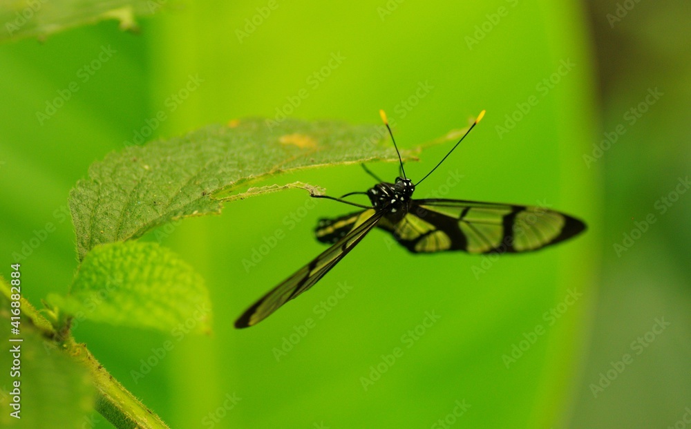 Growing butterflies for business in tropical Mindo area, Ecuador, South-America Growing butterflies for business in tropical Mindo area, Ecuador, South-America