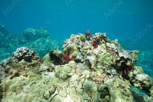 Underwater Coral Reef with bright Red Slate Pencil Urchins