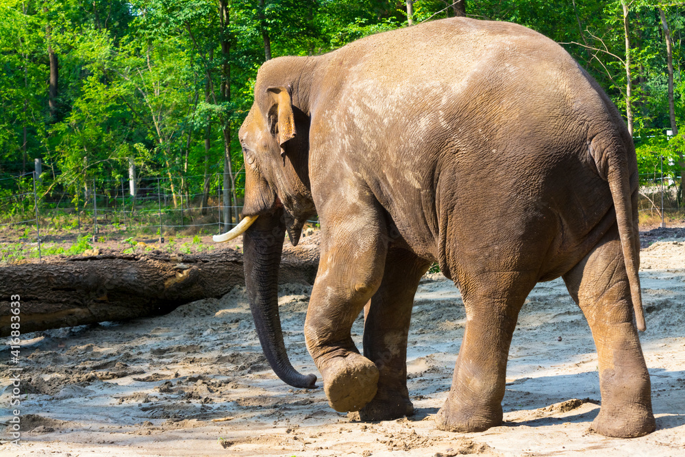 Young Asian elephant bull is walking in a foresty enclosure