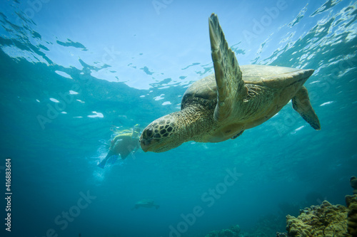 Fototapeta Naklejka Na Ścianę i Meble -  Snorkeling with a sea turtle in beautiful blue tropical water