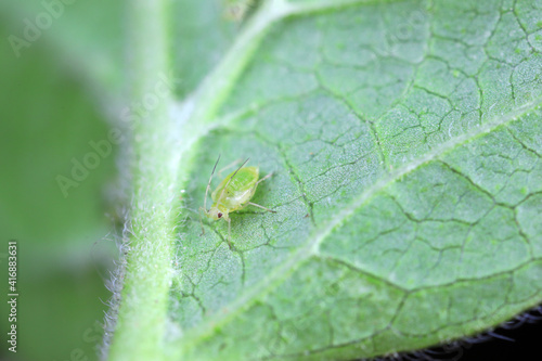 Aphids crawling on green leaves, North China